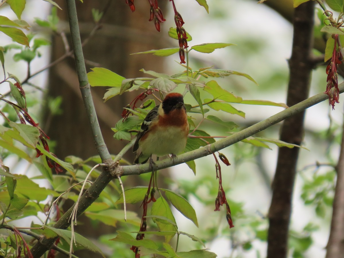 Bay-breasted Warbler - ML636125460