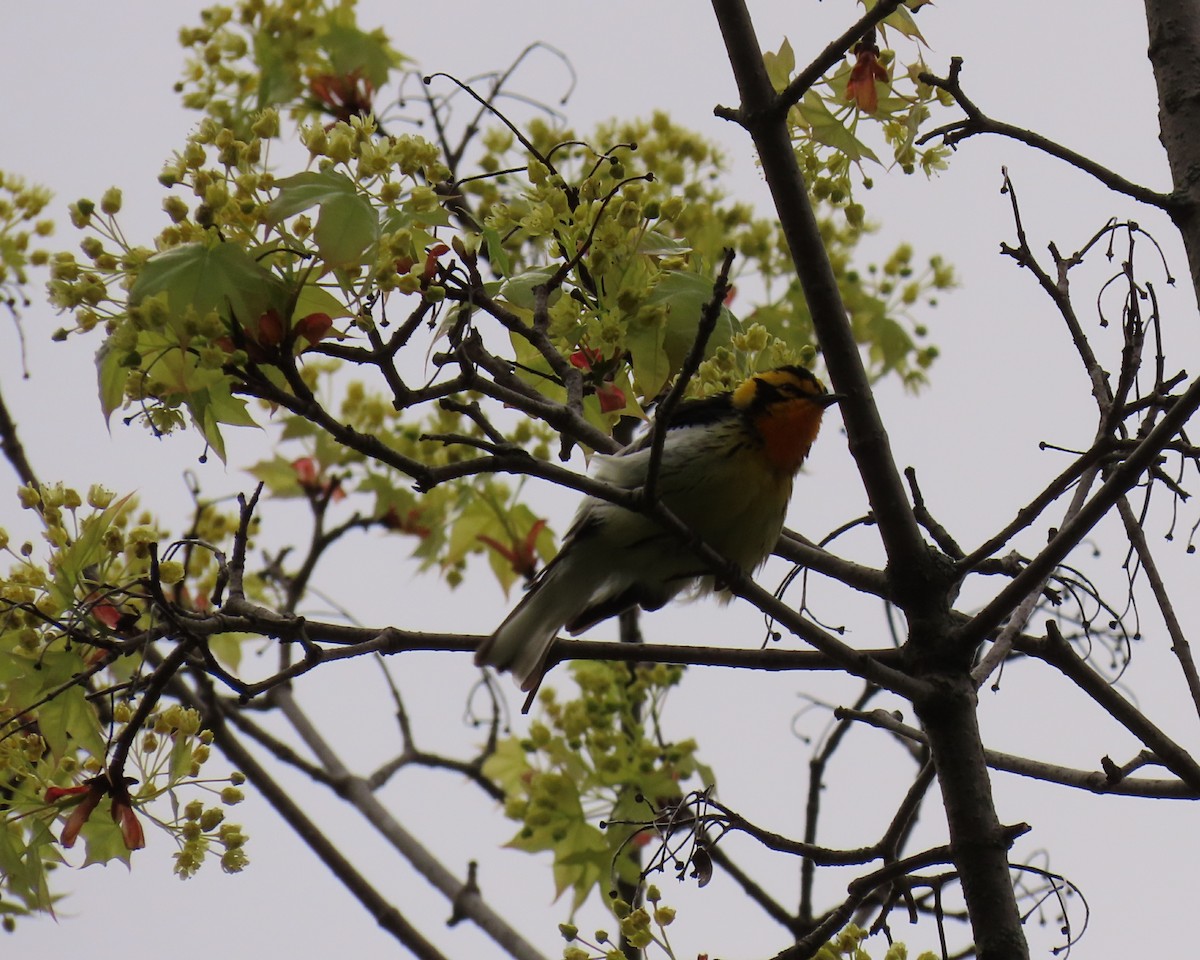 Blackburnian Warbler - ML636125481