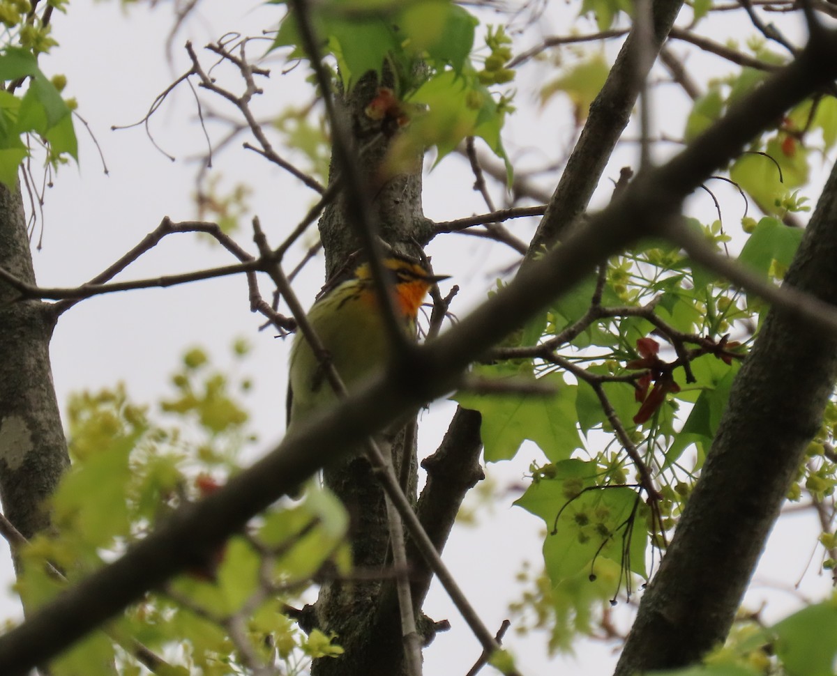 Blackburnian Warbler - ML636125482