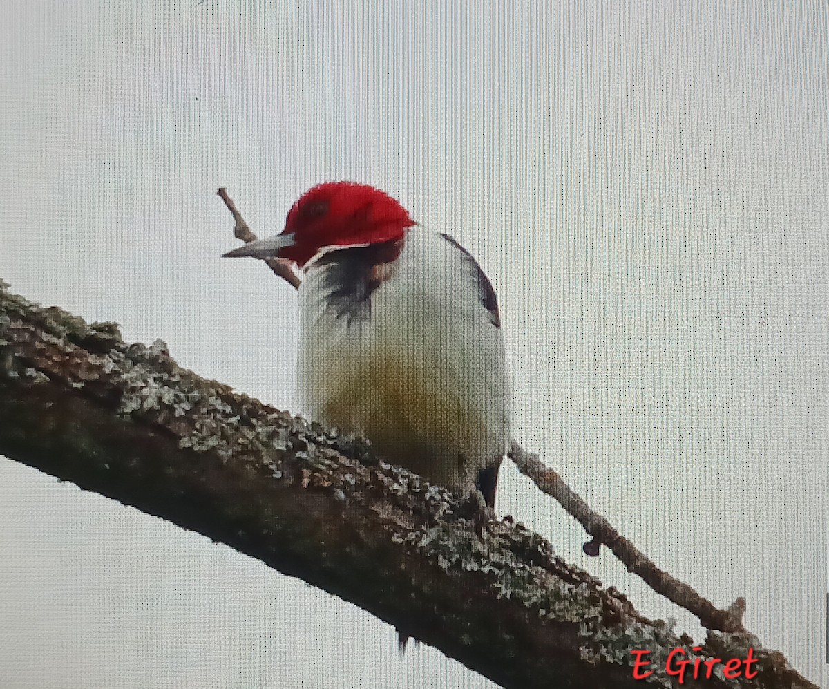 Red-headed Woodpecker - ML636125559