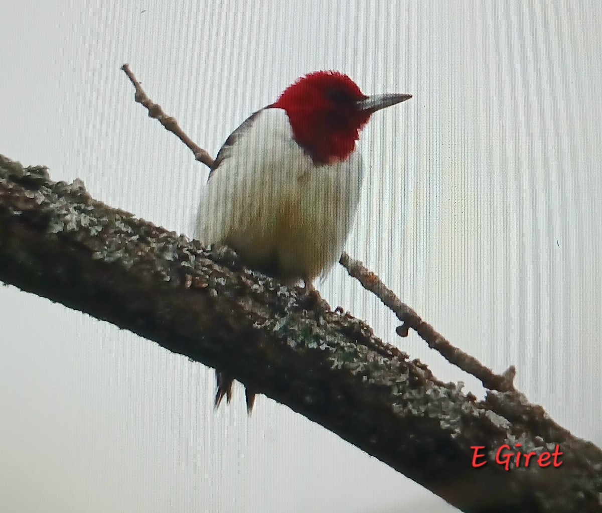 Red-headed Woodpecker - ML636125570