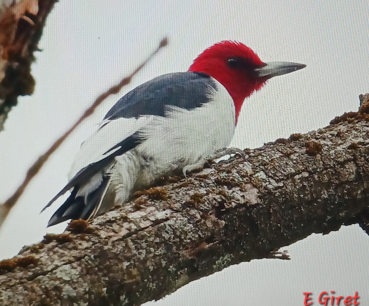 Red-headed Woodpecker - ML636125588