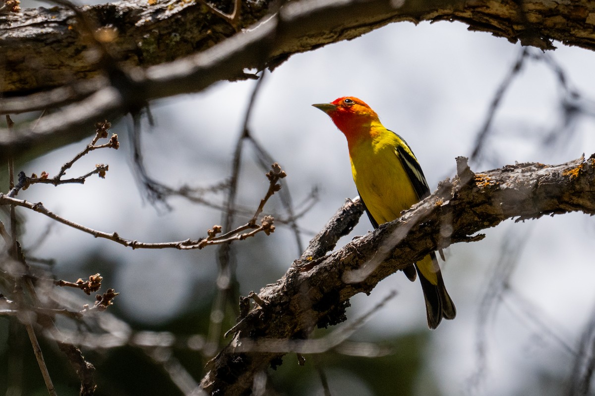 Western Tanager - ML636125626