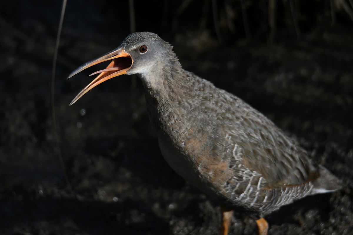 Clapper Rail - ML636125681