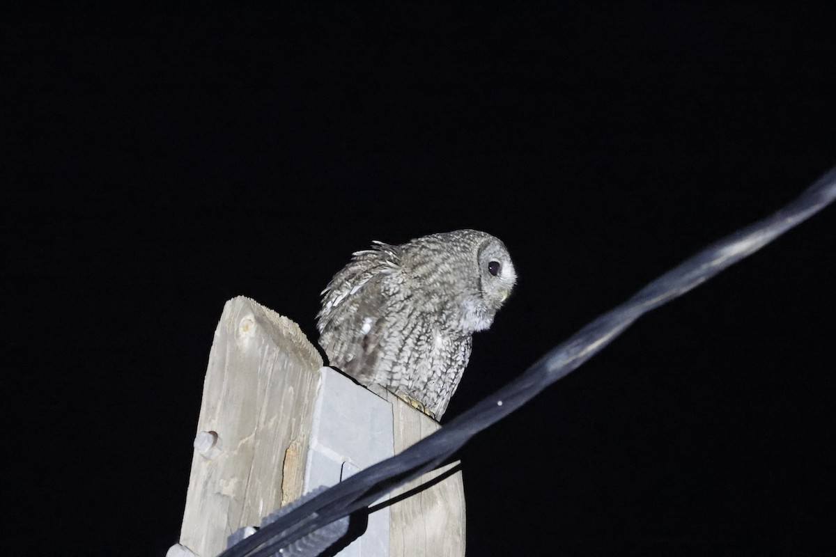 Maghreb Owl - ML636125691