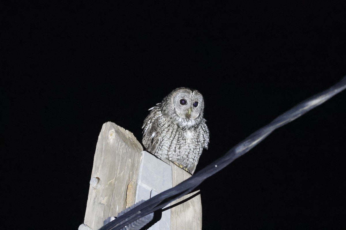 Maghreb Owl - ML636125696