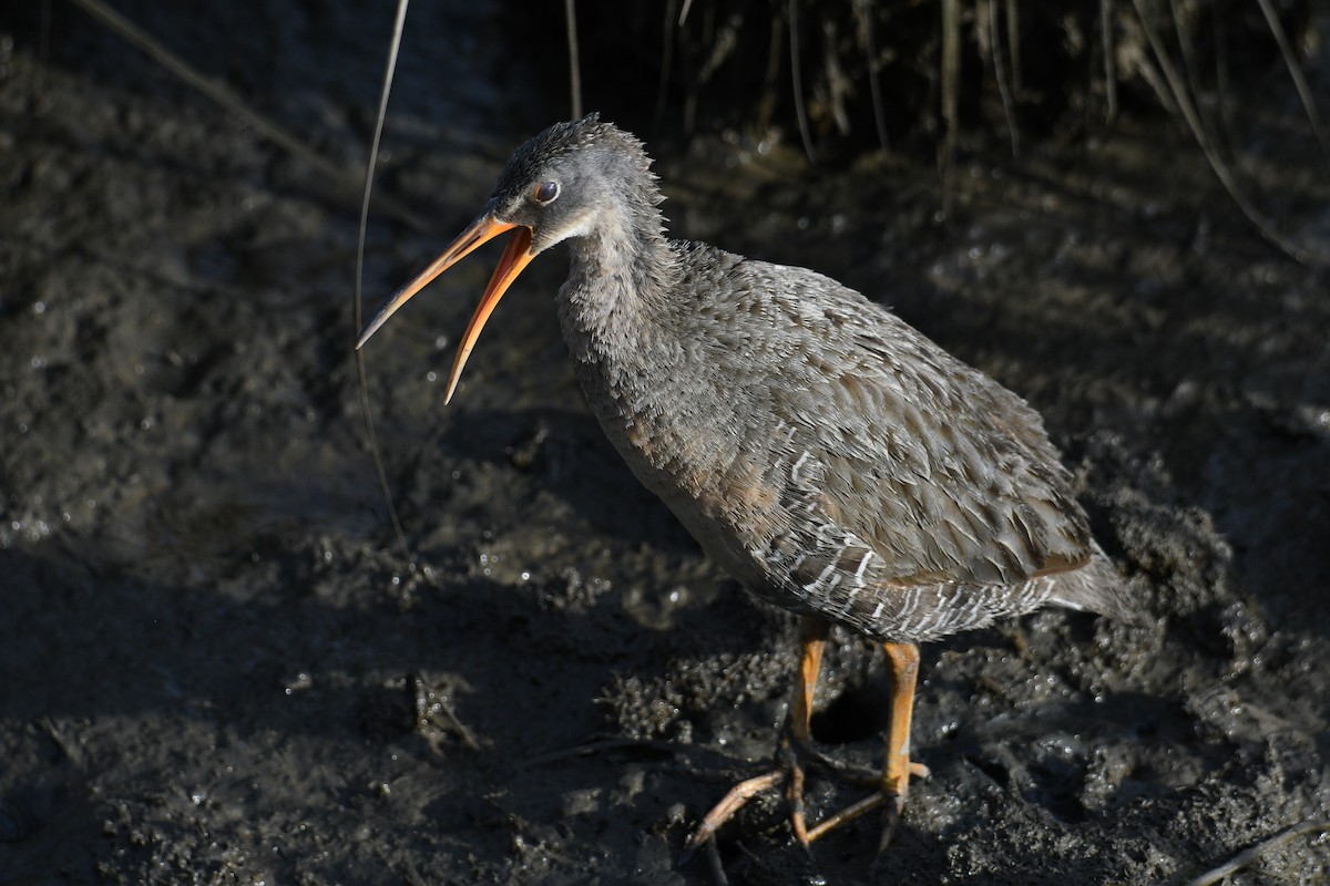 Clapper Rail - ML636125719