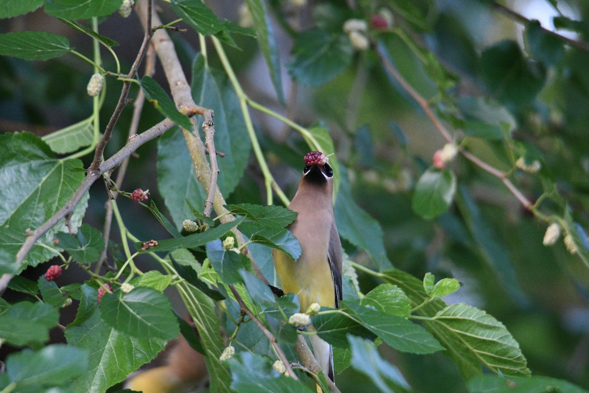 Cedar Waxwing - ML636125760