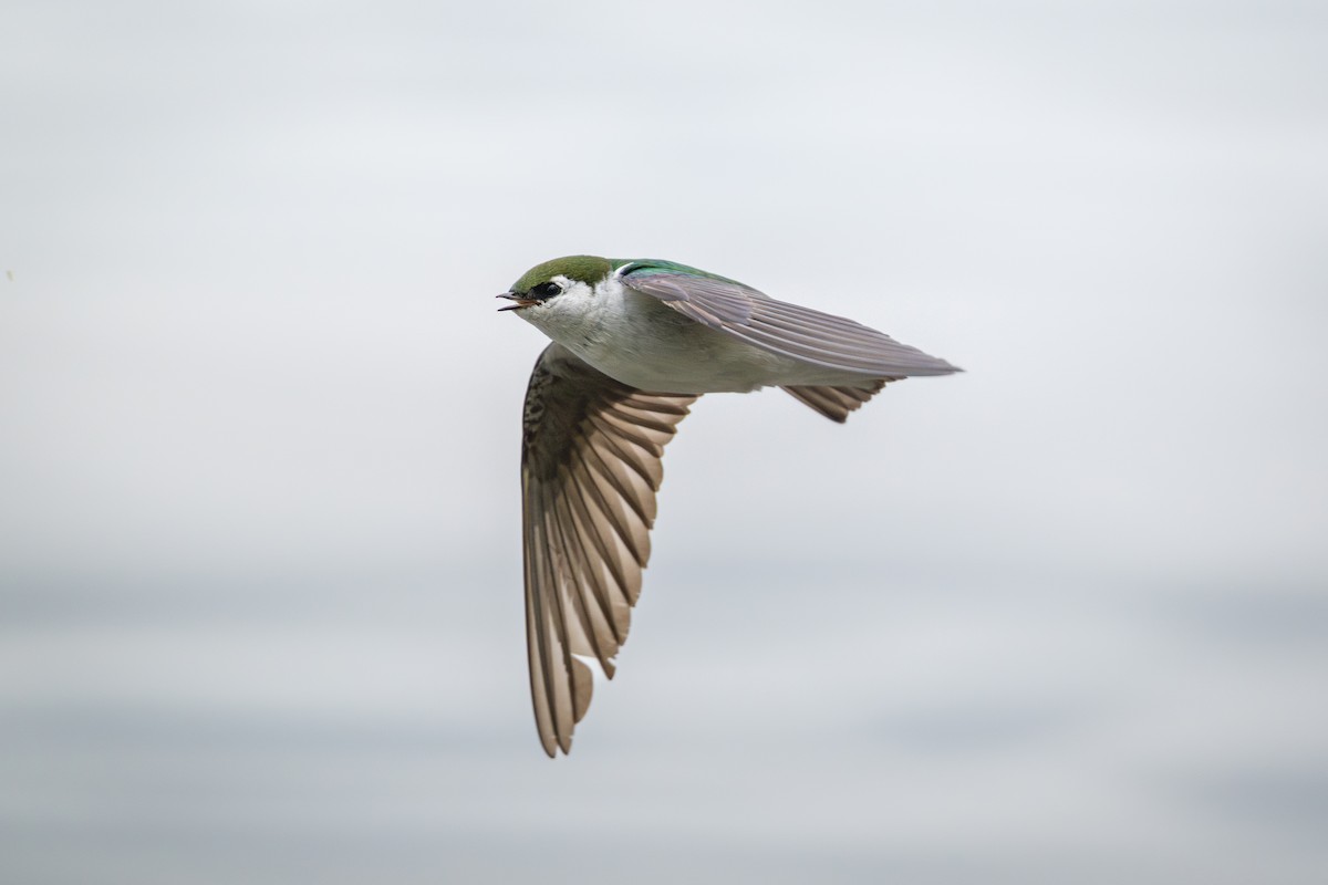 Violet-green Swallow - ML636125778