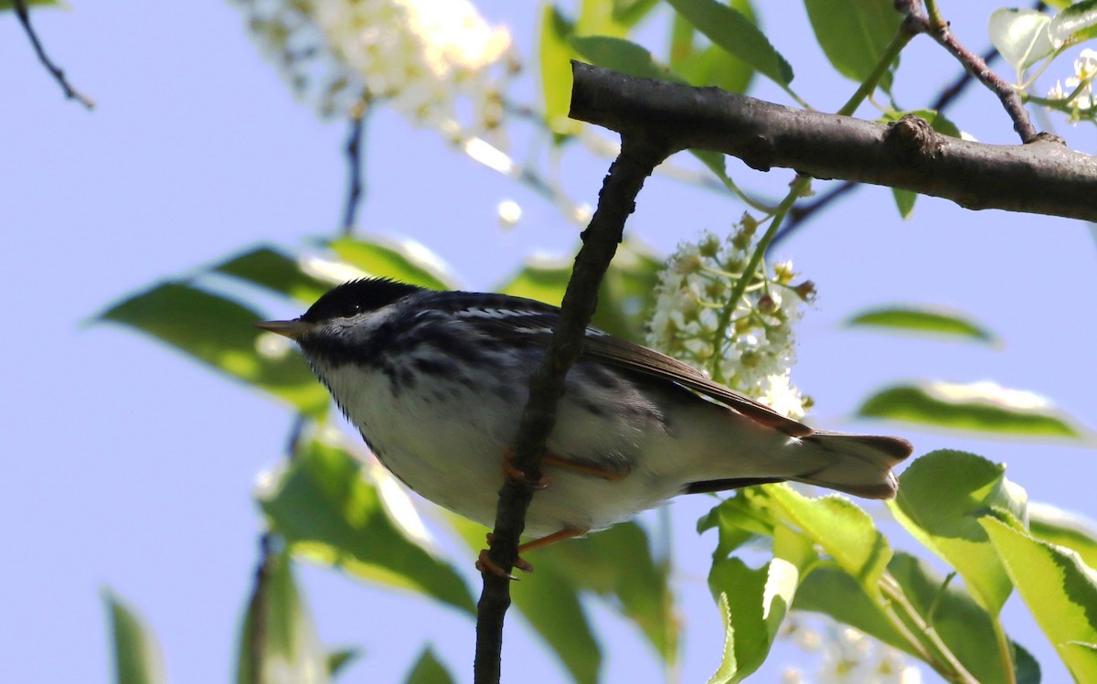 Blackpoll Warbler - ML636125923