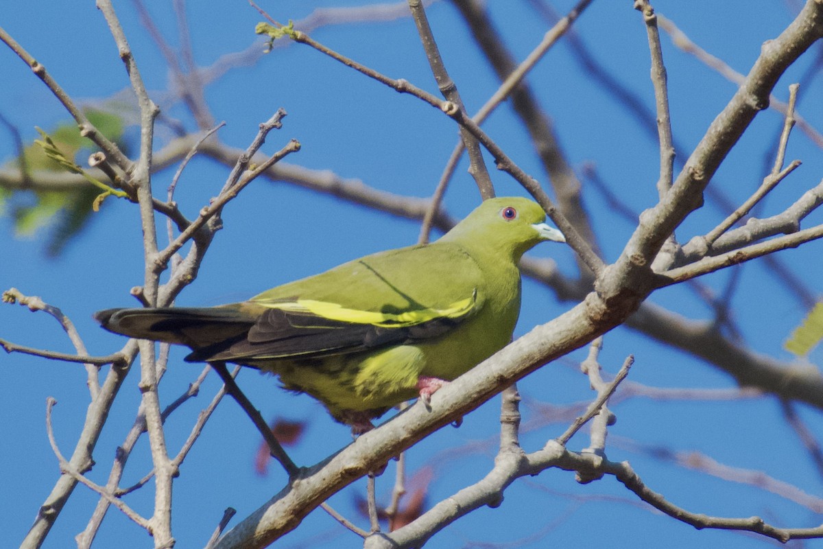 Orange-breasted Green-Pigeon - ML636125951