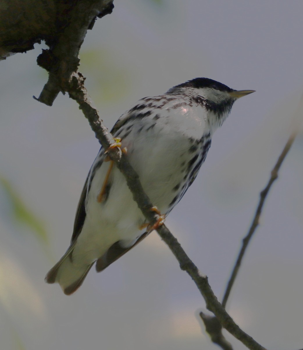 Blackpoll Warbler - ML636125953