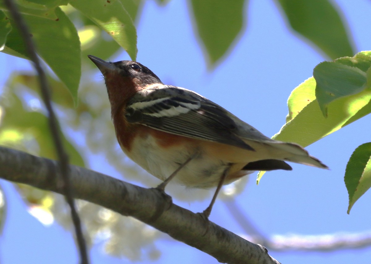 Bay-breasted Warbler - ML636126001