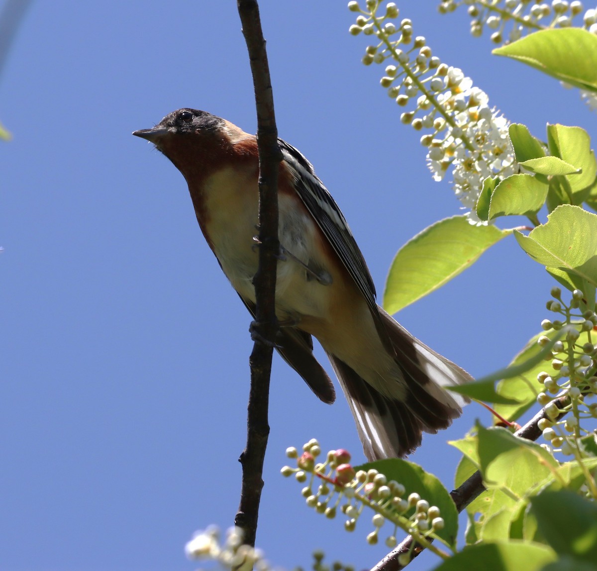 Bay-breasted Warbler - ML636126027