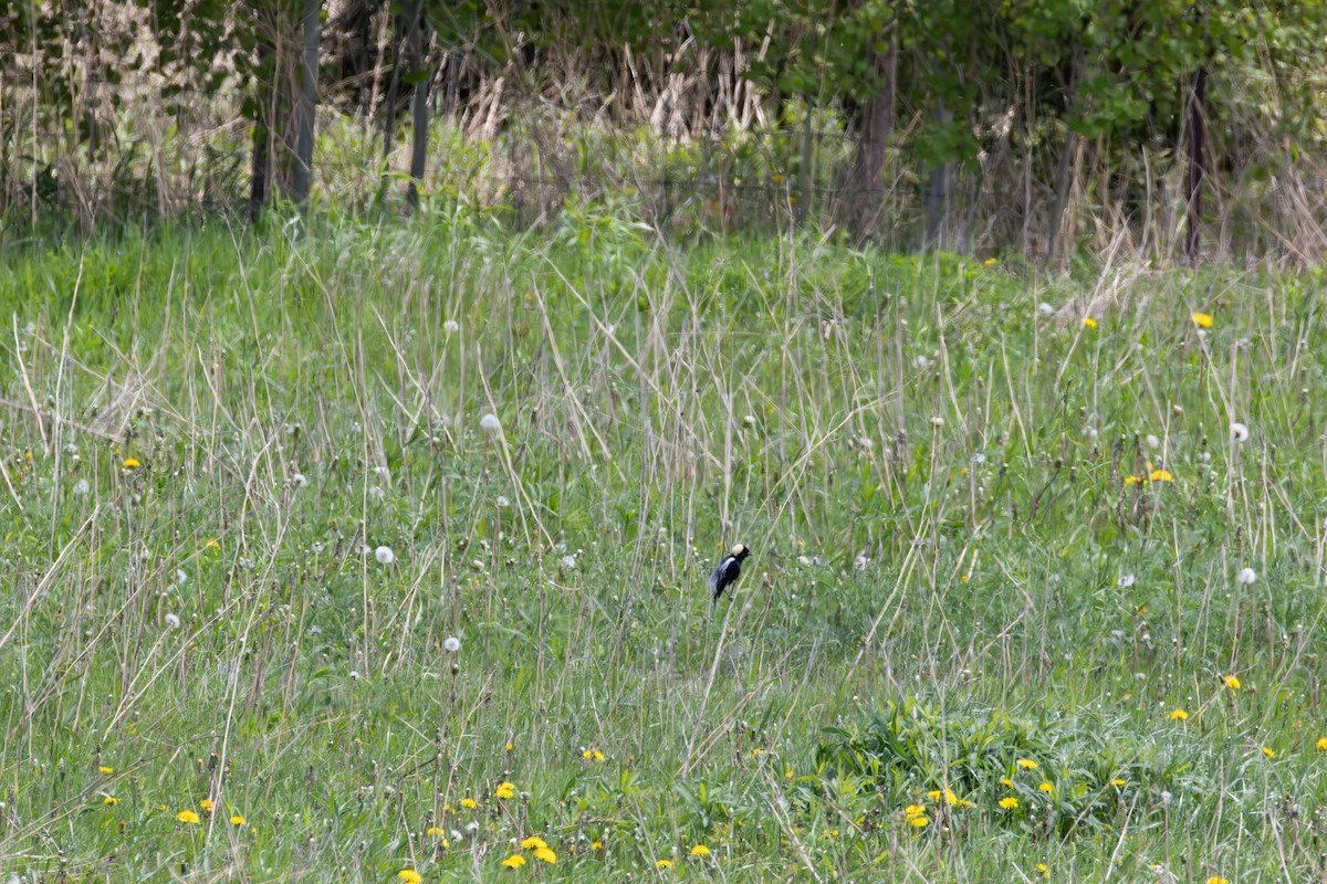 Bobolink - ML636126035