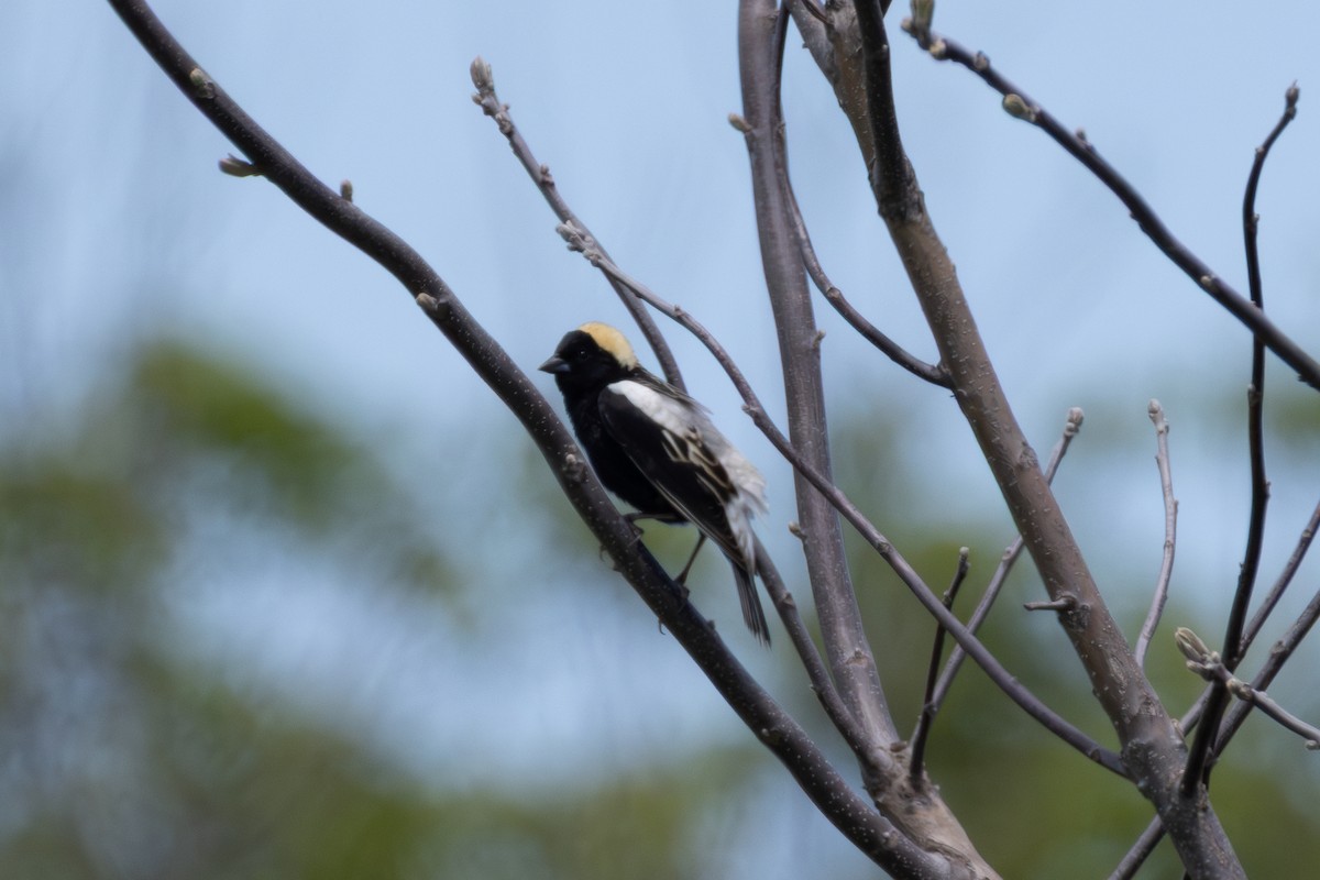 Bobolink - ML636126036