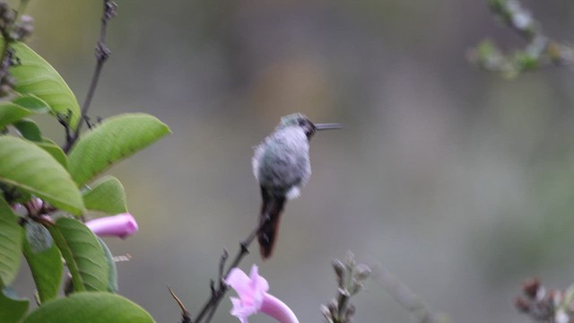 Colibrí Ventrigrís - ML636126116