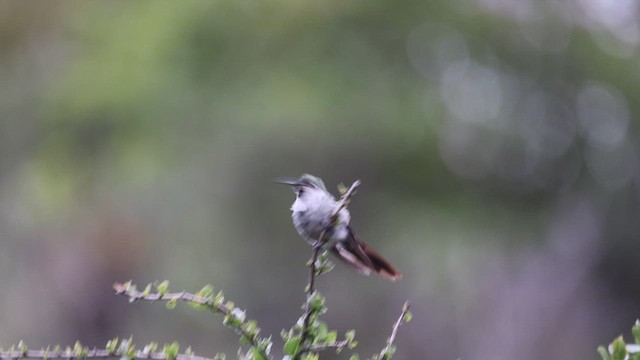 Colibrí Ventrigrís - ML636126126