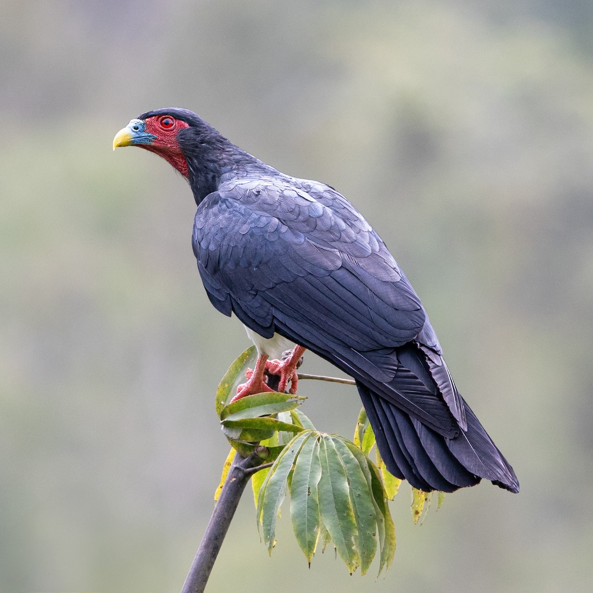 Caracara à gorge rouge - ML636126128