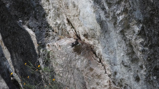 Colibrí Gigante - ML636126176