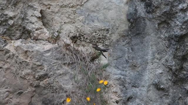 Colibrí Gigante - ML636126181