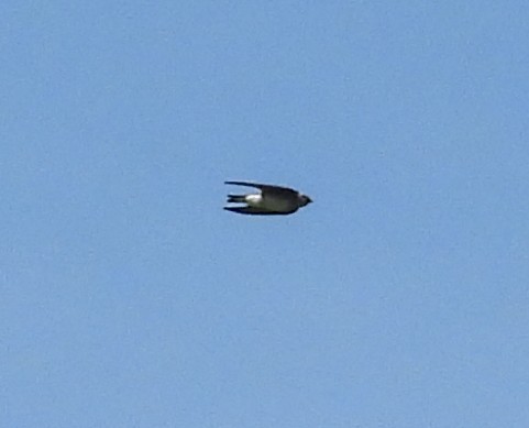 Northern Rough-winged Swallow - ML636126184