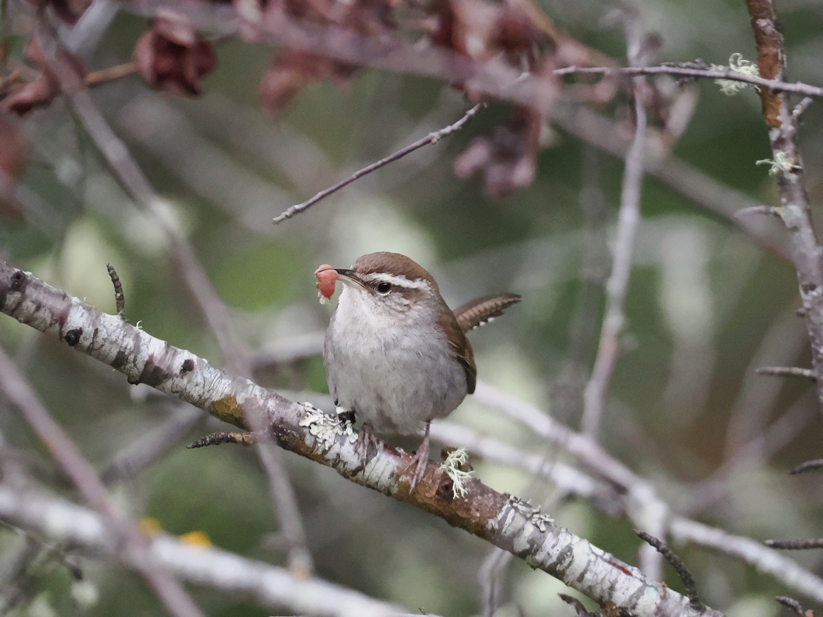 Bewick's Wren - ML636126211