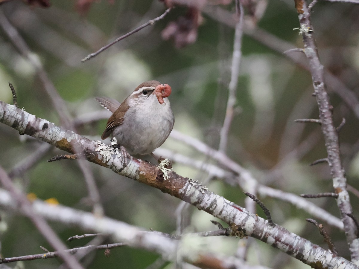 Bewick's Wren - ML636126212