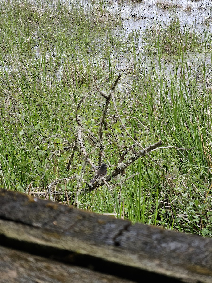 Black Phoebe - ML636126348