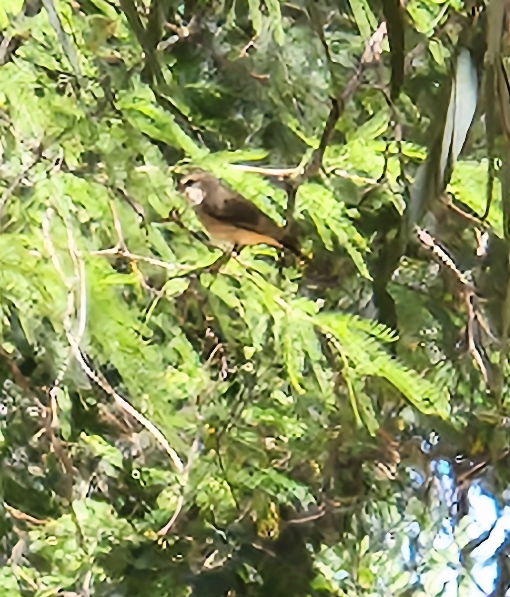 bird sp. - ML636126359