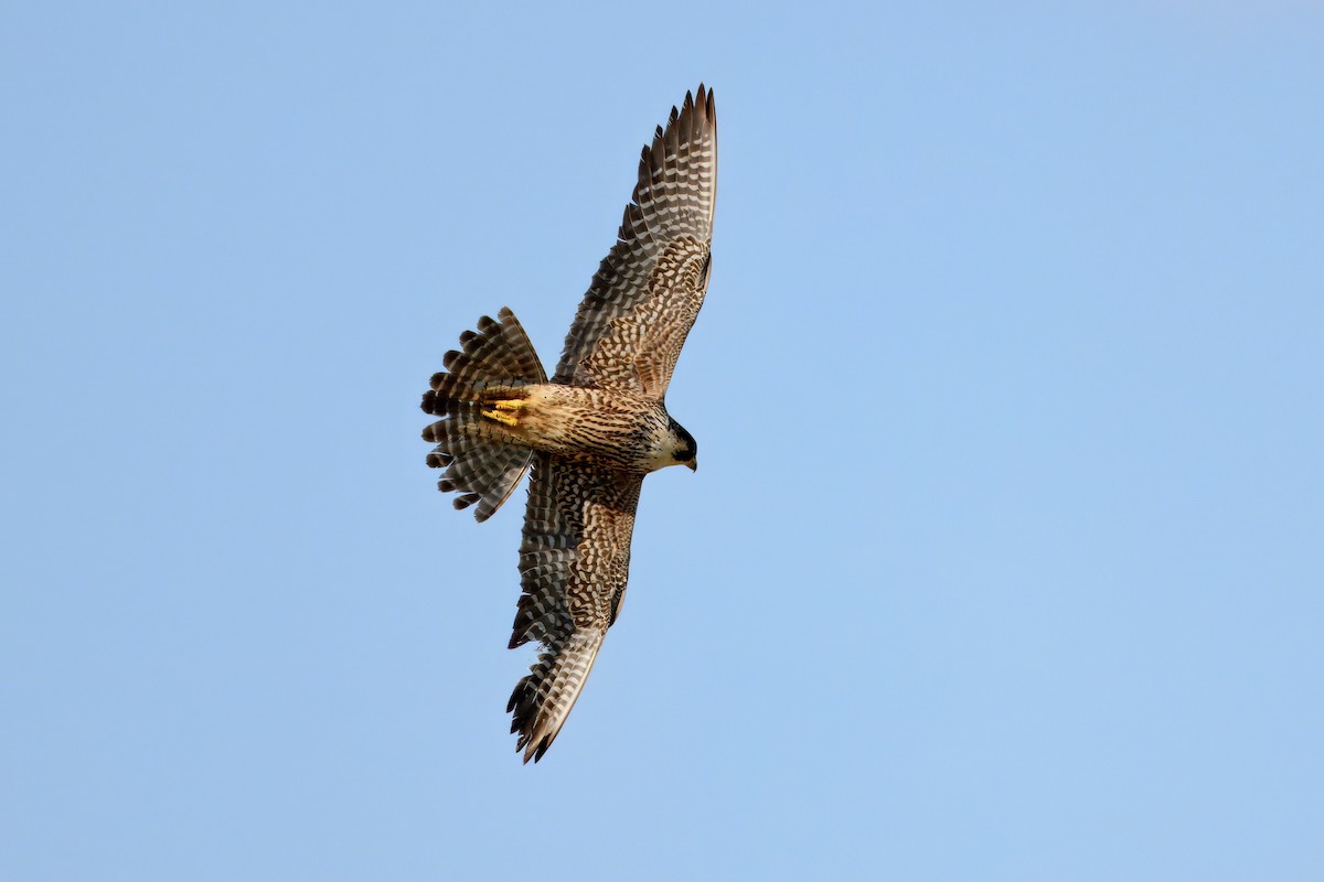 Эгэл шонхор - ML636126565