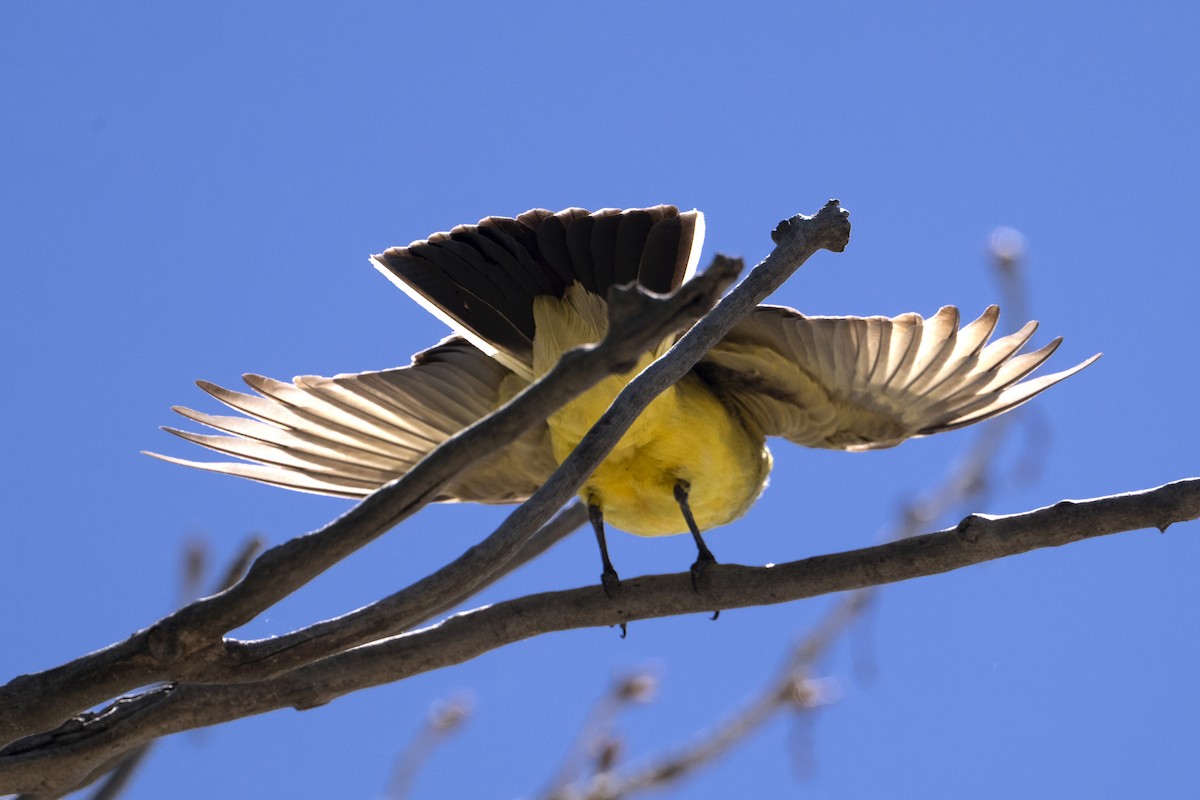 Western Kingbird - ML636126567