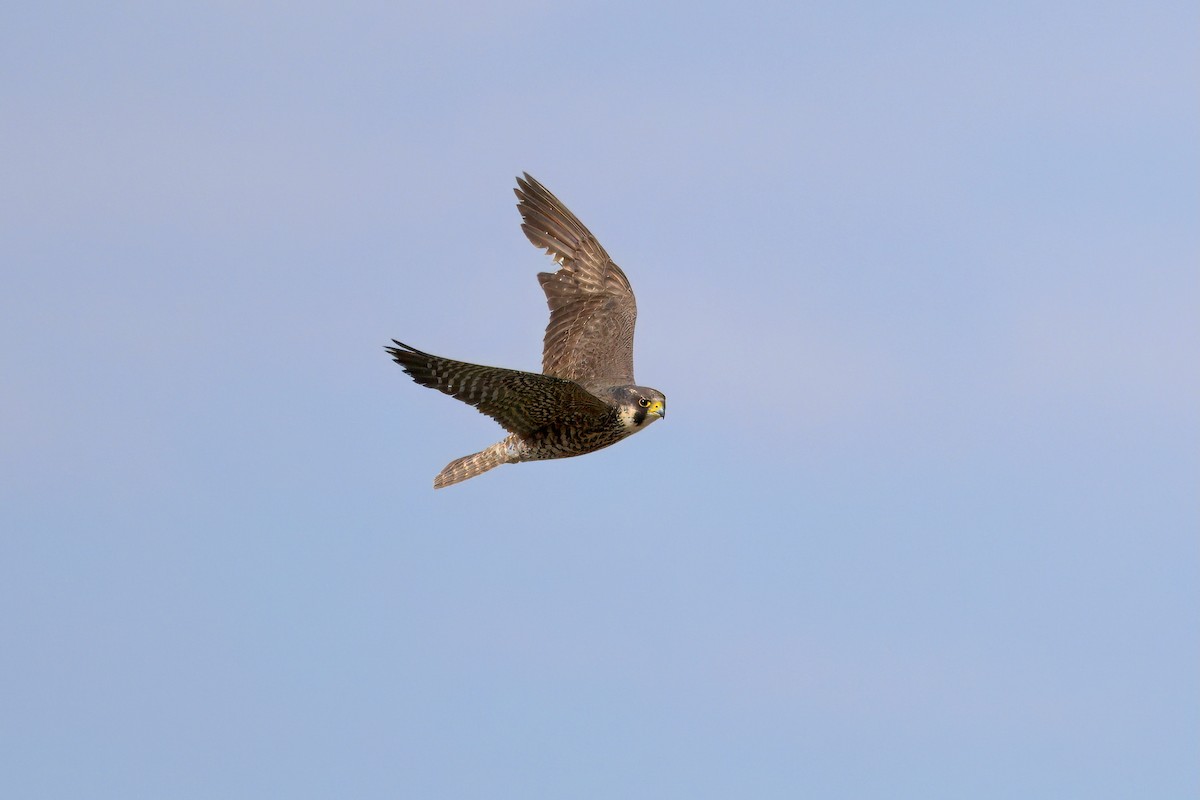 Эгэл шонхор - ML636126570