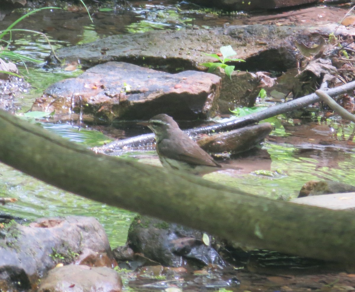 Louisiana Waterthrush - ML636126641
