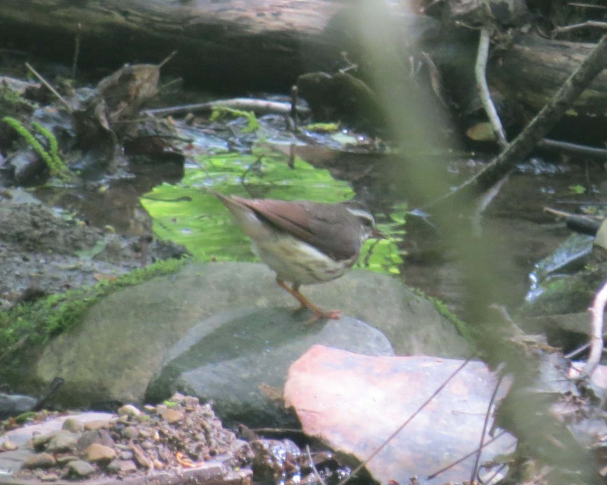 Louisiana Waterthrush - ML636126643