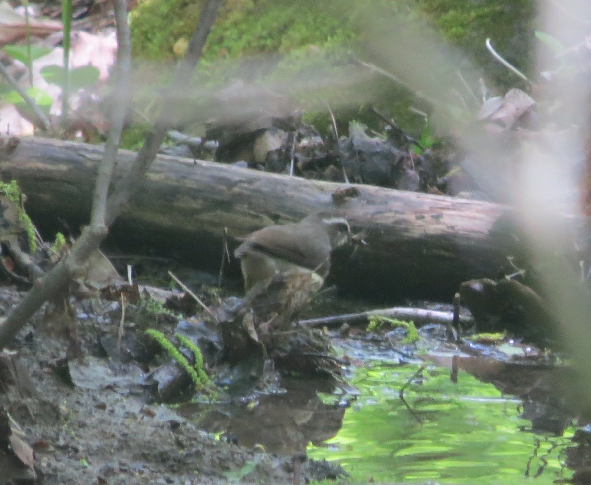 Louisiana Waterthrush - ML636126654