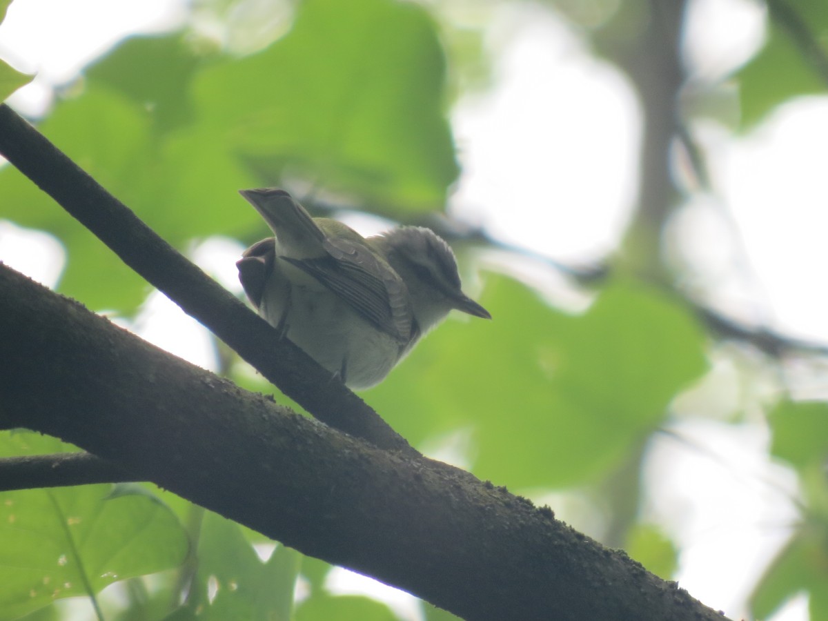 Red-eyed Vireo - ML636126659