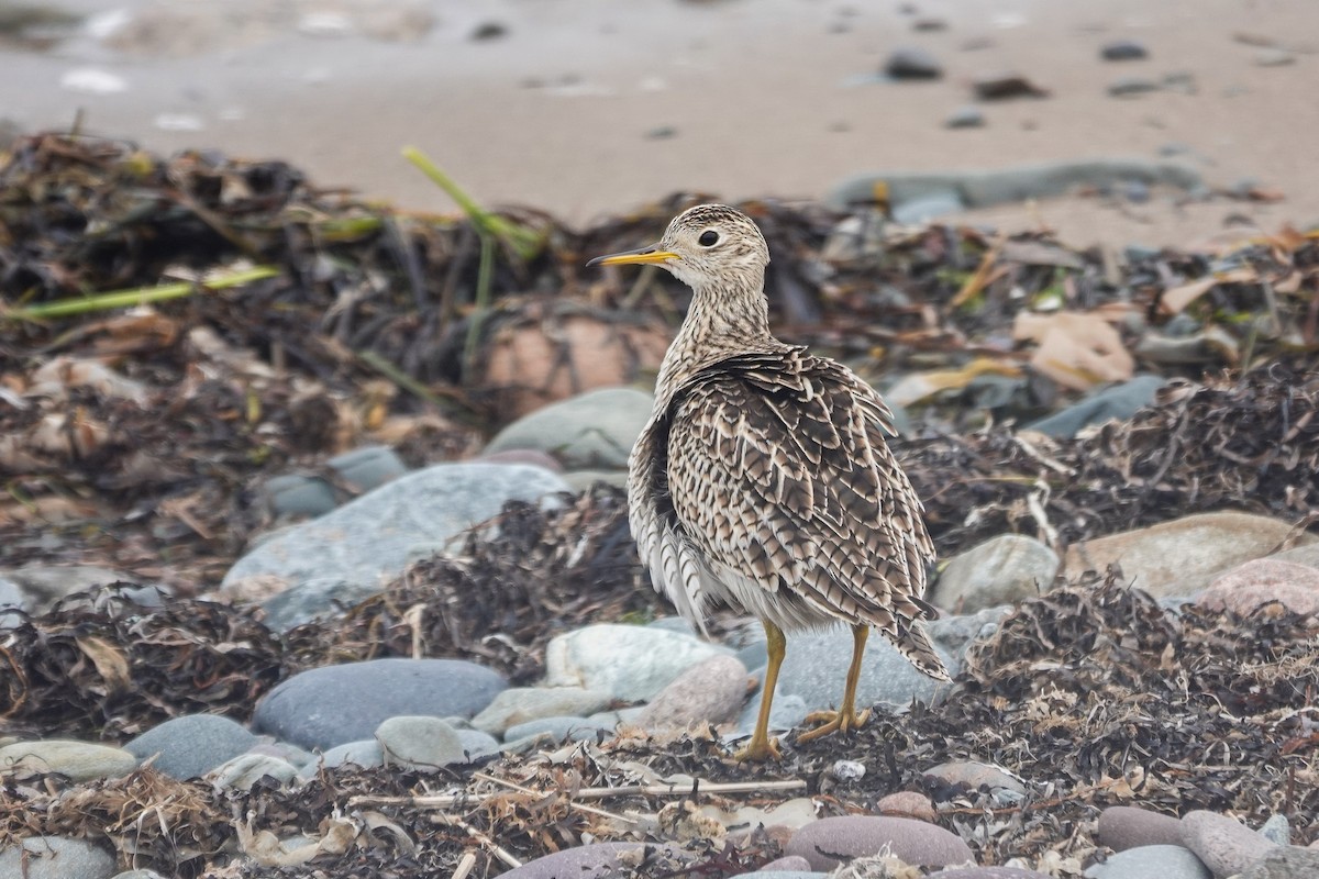 Upland Sandpiper - ML636126681