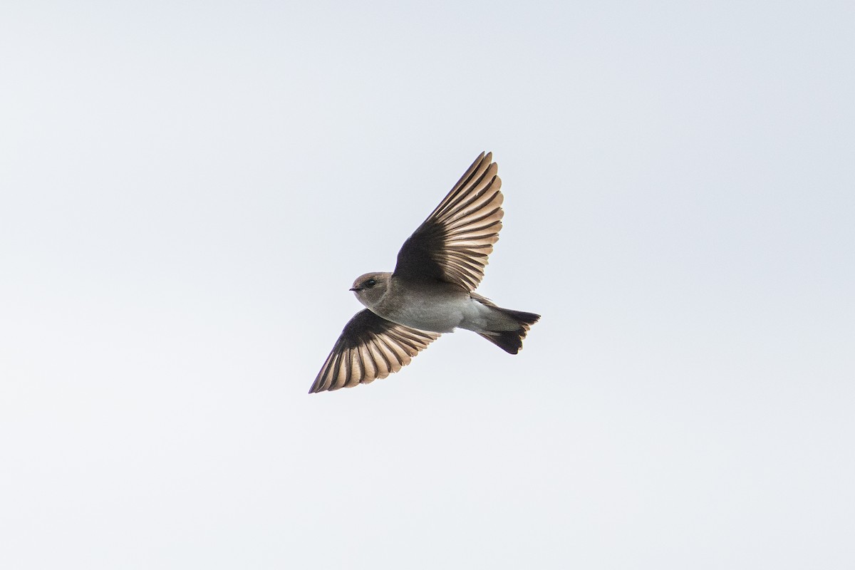Northern Rough-winged Swallow - ML636126698