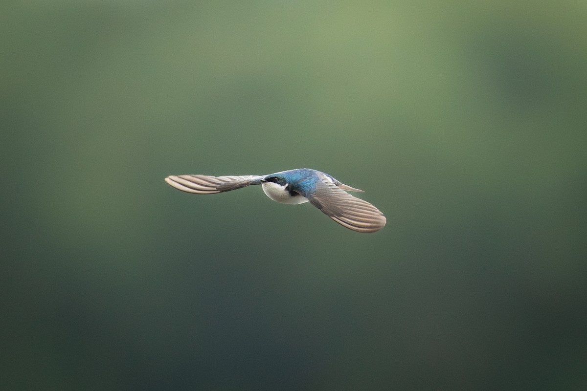 Tree Swallow - ML636126713
