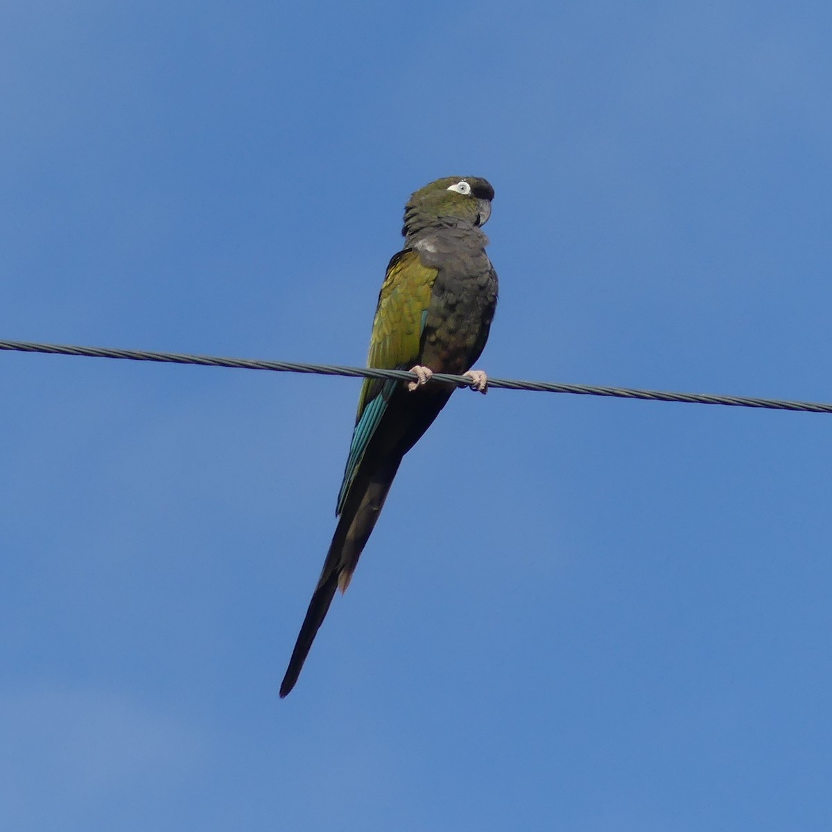 Burrowing Parakeet - ML636126773
