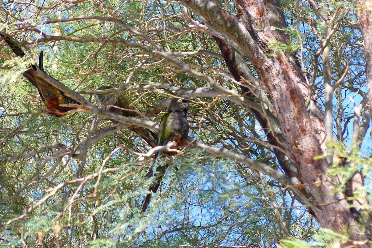 Burrowing Parakeet - ML636126793