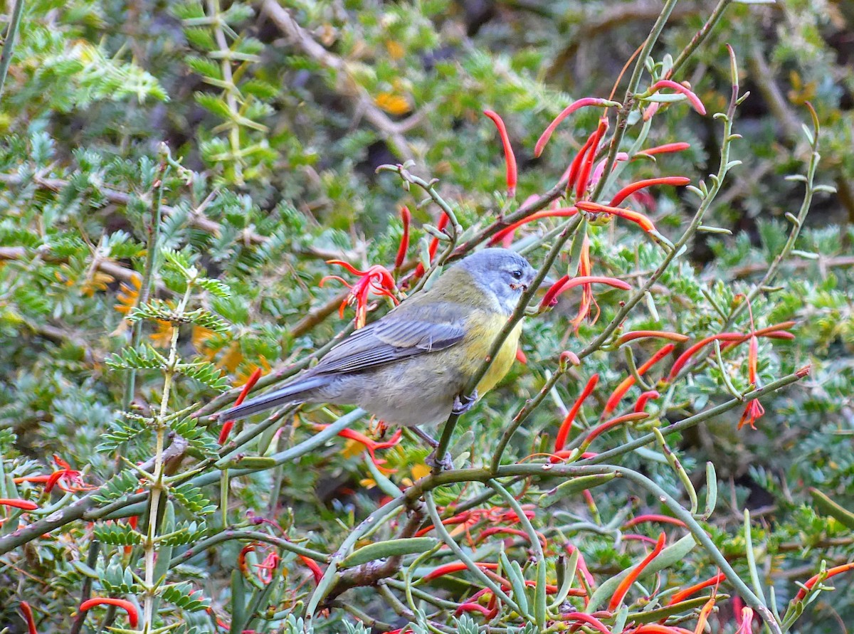 Gray-hooded Sierra Finch - ML636126839