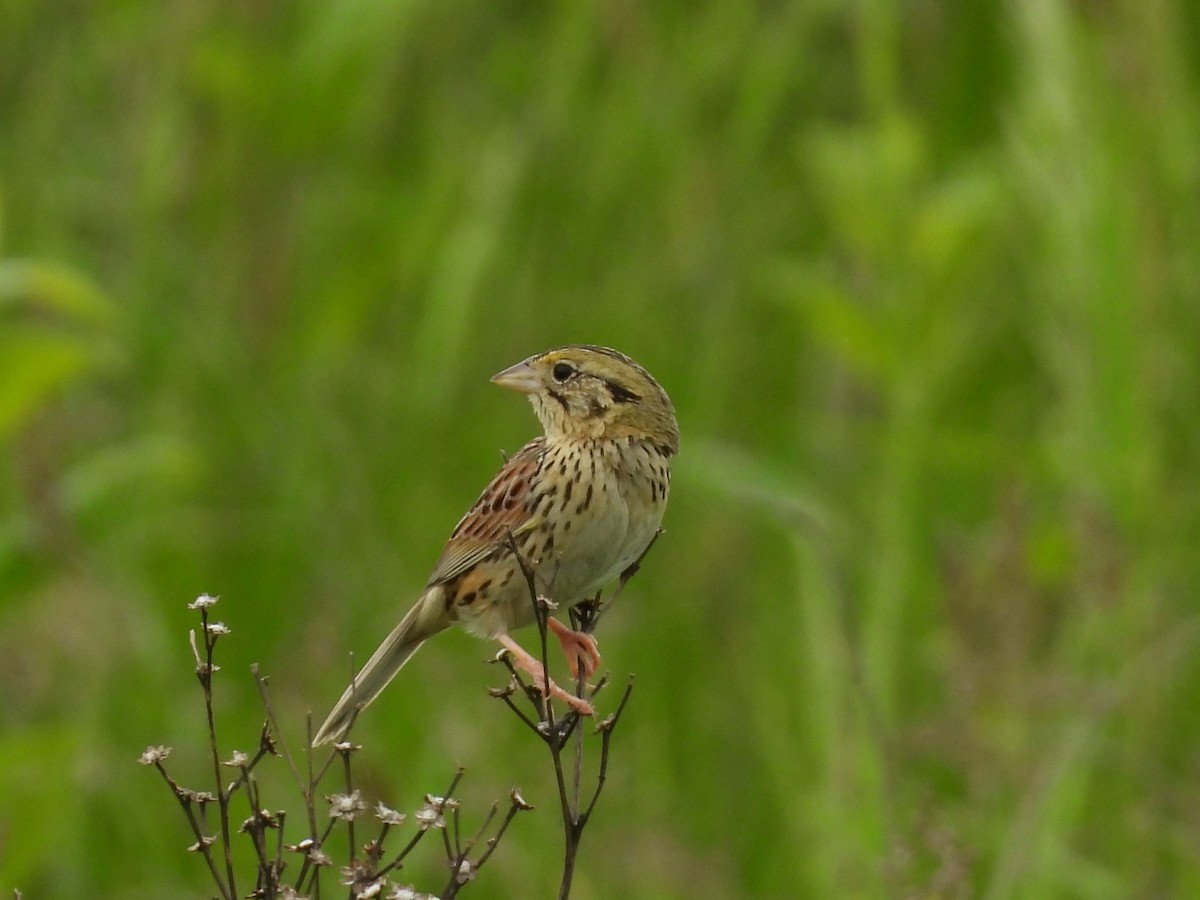 Henslow's Sparrow - ML636126846