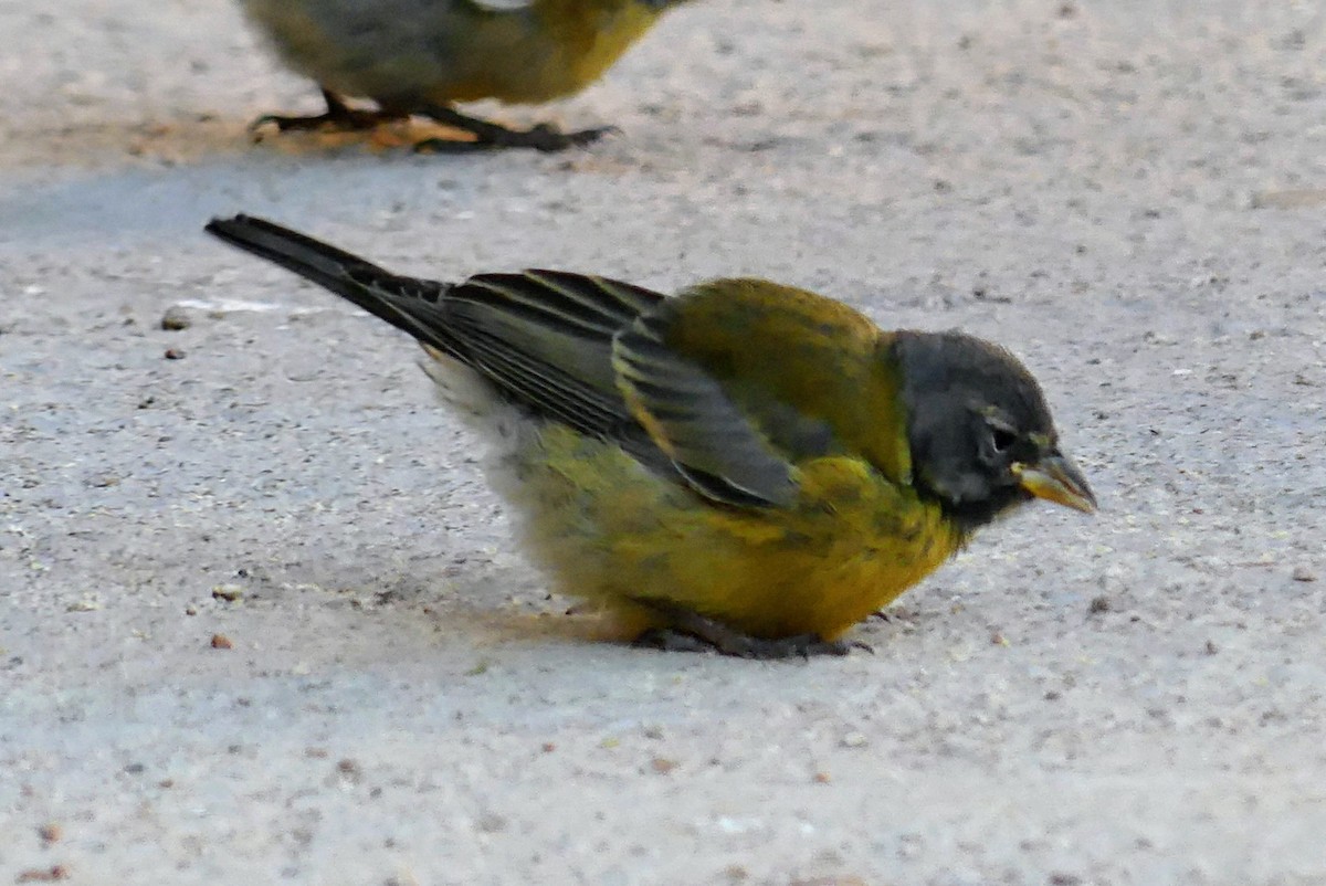 Gray-hooded Sierra Finch - ML636126873