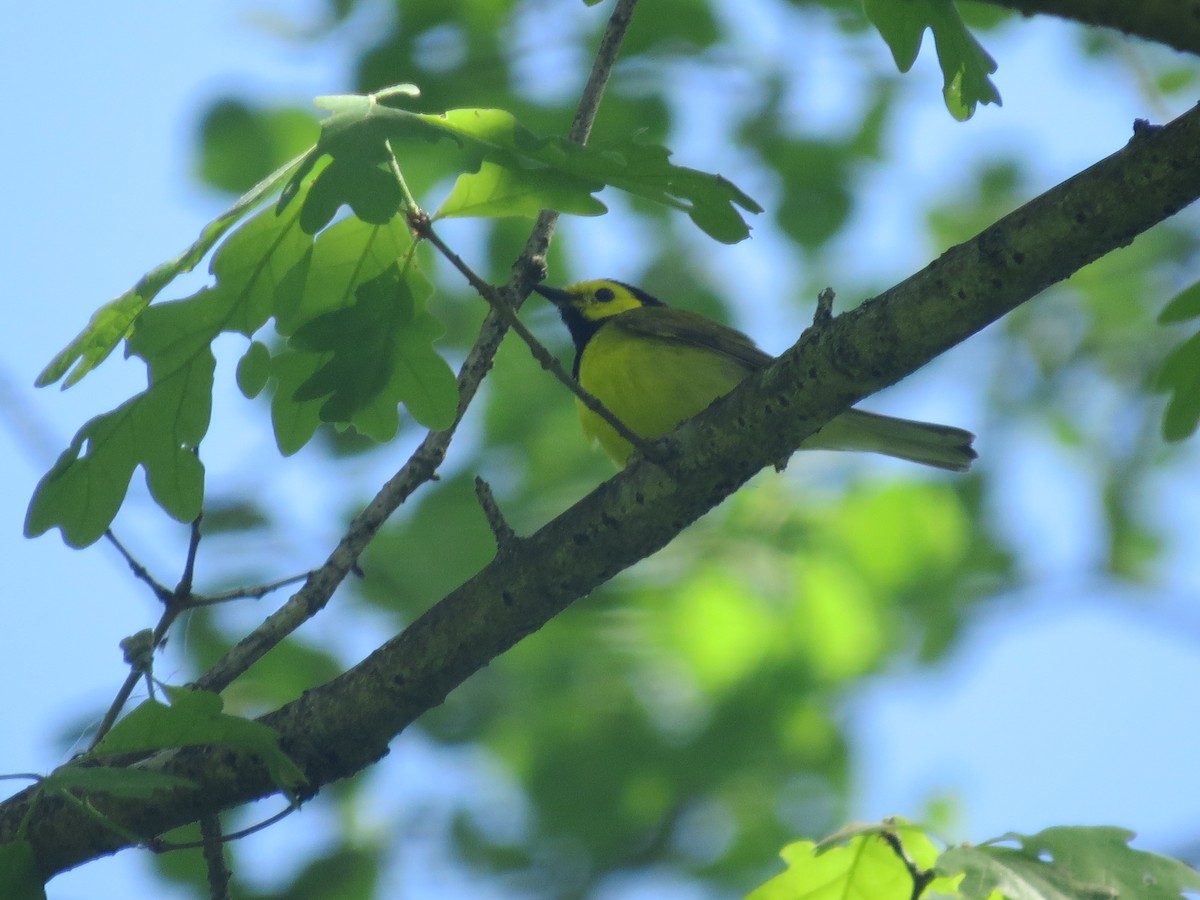 Hooded Warbler - ML636126923