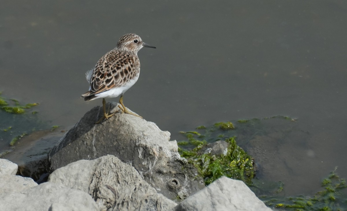 Least Sandpiper - ML636126974