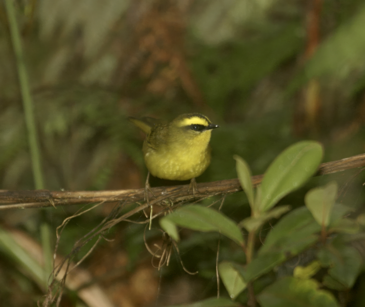 Citrine Warbler (Bolivian) - ML636127009