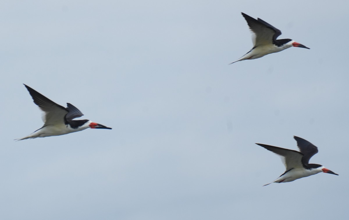 Black Skimmer - ML636127027
