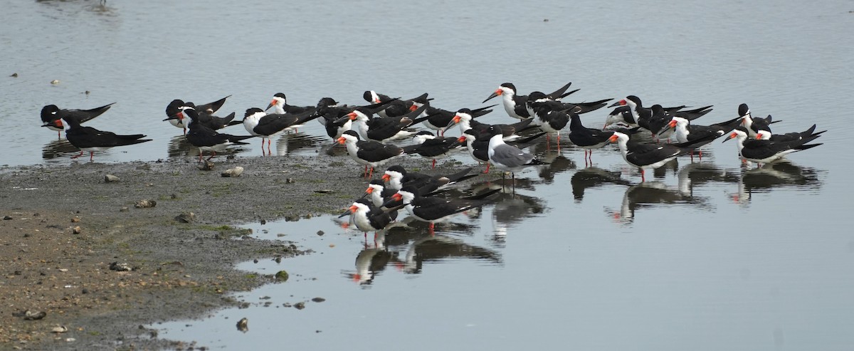 Black Skimmer - ML636127029